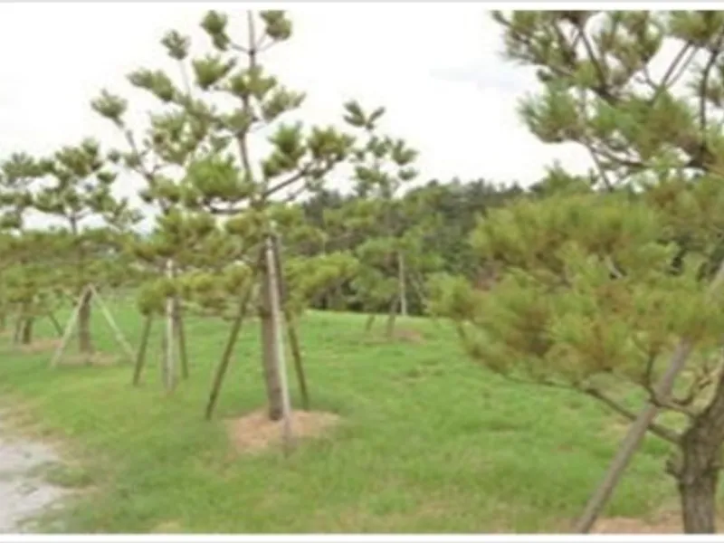 undefined 친환경 자연장지 고창푸른숲자연장 수목장/잔디장 추모목 전경 2