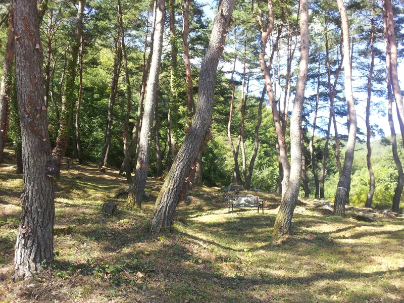 undefined 친환경 자연장지 함양하늘공원(자연장지) 수목장/잔디장 추모목 전경 2