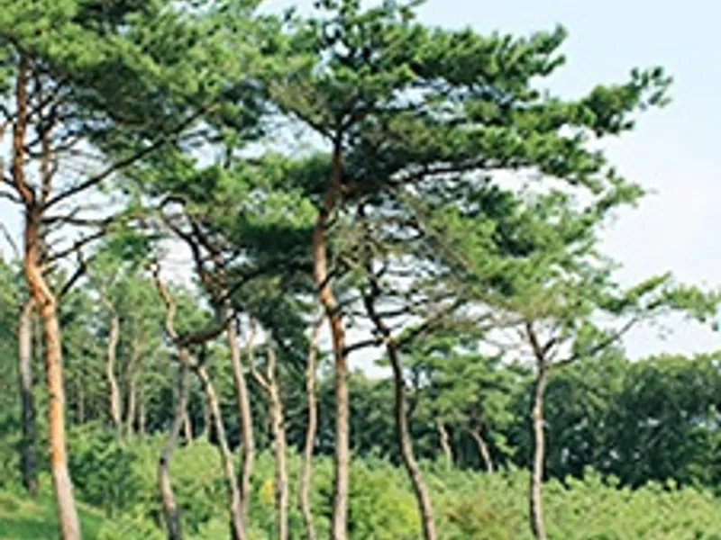 undefined 친환경 자연장지 에버그린수목장 수목장/잔디장 추모목 전경 2
