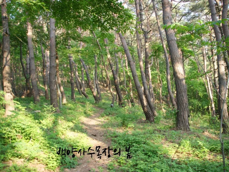 undefined 친환경 자연장지 백양사 수목장 수목장/잔디장 추모목 전경 2