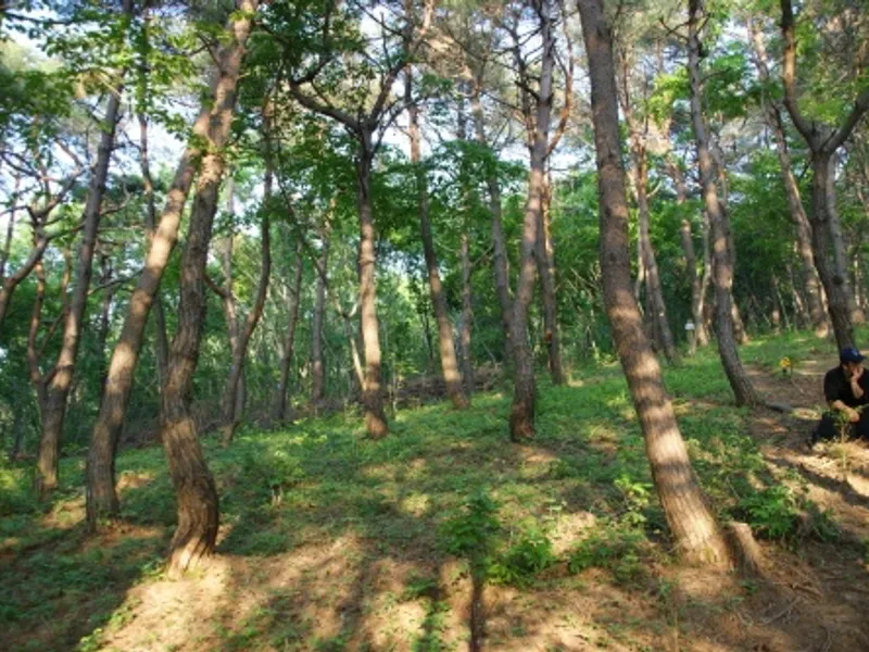 undefined 친환경 자연장지 백양사 수목장 수목장/잔디장 추모목 전경 3
