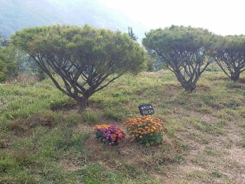undefined 친환경 자연장지 (재)만어추모공원 수목장 수목장/잔디장 추모목 전경 5