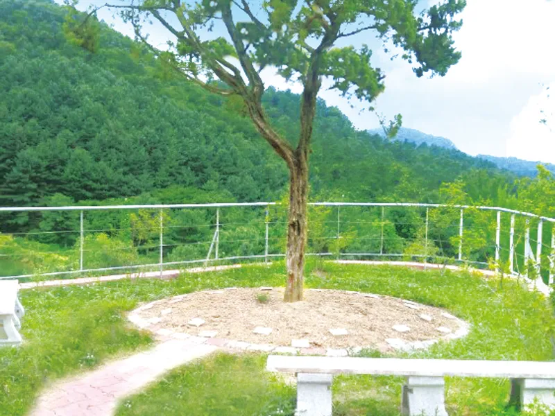 undefined 친환경 자연장지 (재)용인추모원 자연장지 수목장/잔디장 추모목 전경 3