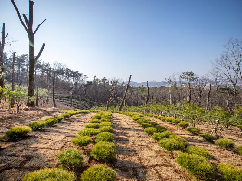 undefined 친환경 자연장지 일산공감수목장(봉화사) 수목장/잔디장 추모목 전경 2