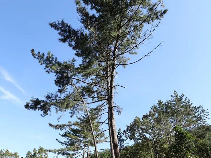 undefined 친환경 자연장지 신광사 수목장 수목장/잔디장 추모목 전경 3