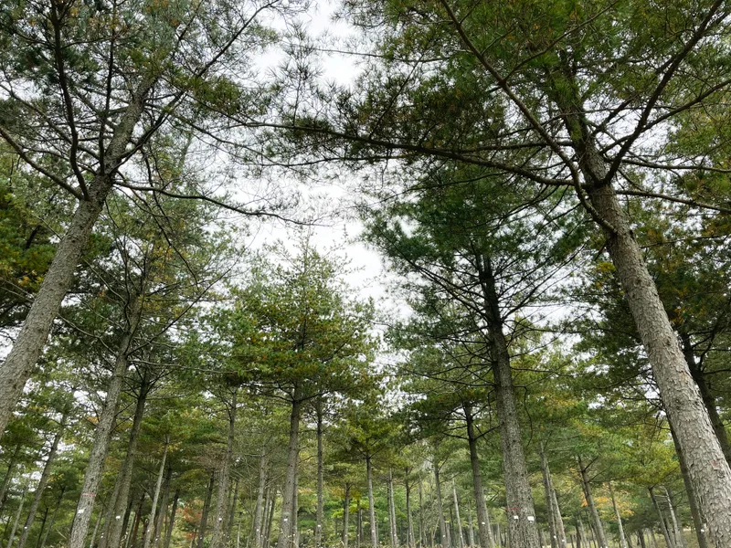 undefined 친환경 자연장지 국립기억의숲 수목장/잔디장 추모목 전경 2