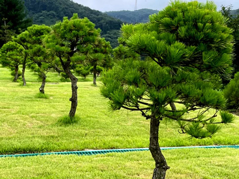 undefined 친환경 자연장지 중흥교회 자연장(남서울가족공원) 수목장/잔디장 추모목 전경 3