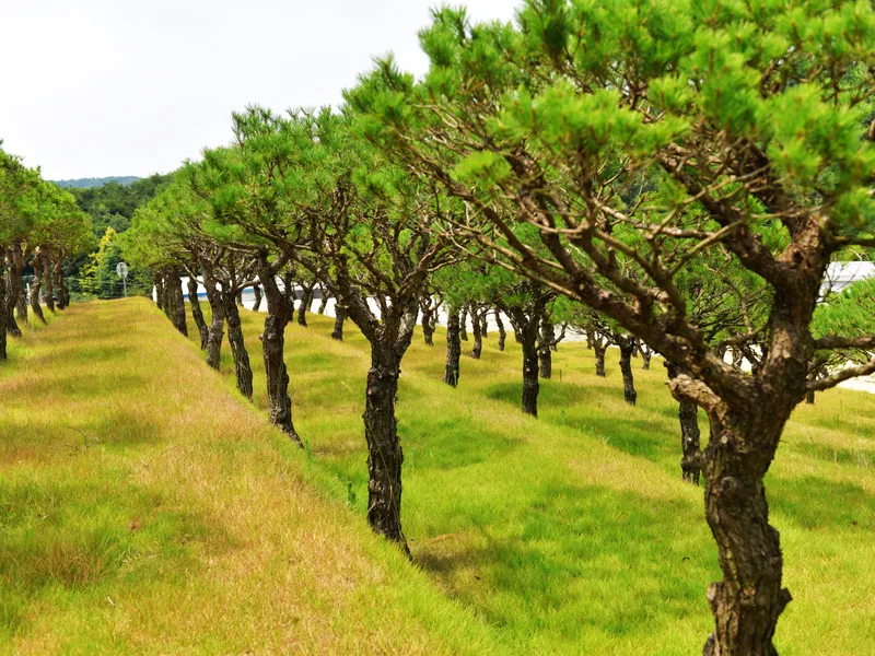 undefined 친환경 자연장지 유토피아추모공원(자연장지) 수목장/잔디장 추모목 전경 2