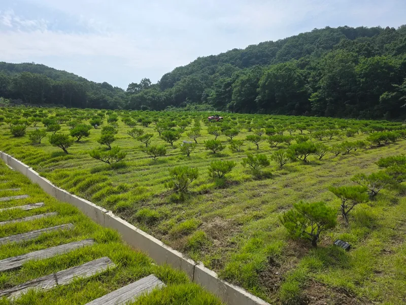 undefined 친환경 자연장지 경각산 수목장 수목장/잔디장 추모목 전경 3