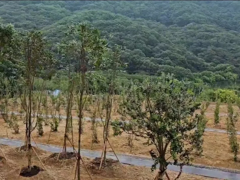 undefined 친환경 자연장지 대한불교조계종 용천사 수목장/잔디장 추모목 전경 3