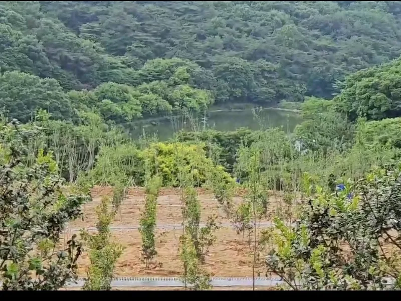 undefined 친환경 자연장지 대한불교조계종 용천사 수목장/잔디장 추모목 전경 5